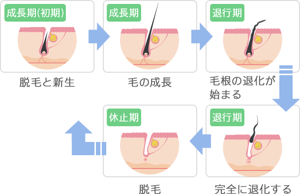 脱毛と毛周期の関係性